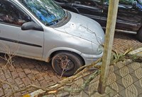 Falta de poda nas tipuanas da Bonifácio causa danos novamente