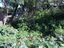 Quinta da Boa Vista: Zimmer indica retirada de árvore para realização de melhorias
